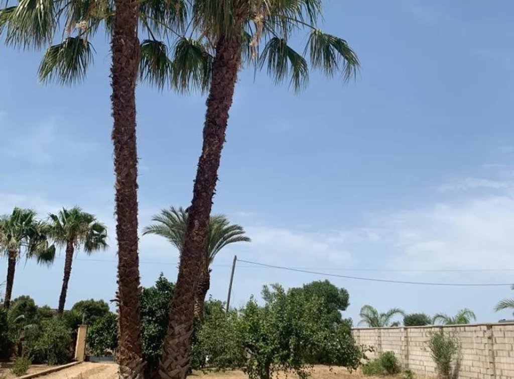 Sale - Finca - Los Alcázares