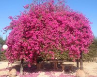 Sale - Villa - Los Alcázares - Fuera de Los Alcazares